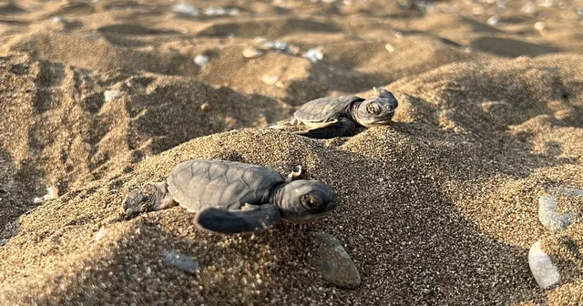 Dr. Mahmut Ergene: Yavruları elle denize taşımamak gerekiyor Mersin de deniz kaplumbağası yuvalarının yüzde 80 inde yavru çıkışı tamamlandı Mersin Haberleri Habertürk Yerel Haberler