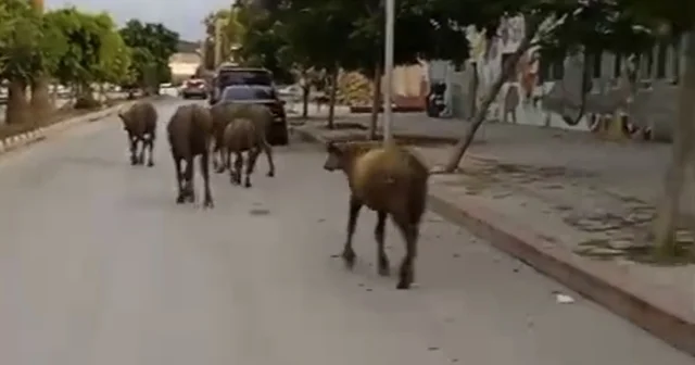 Hatay da başıboş anguslar yola çıktı; görenler şaşırdı Hatay Haberleri Habertürk Yerel Haberler