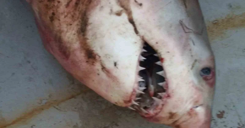 Edirne Enez açıklarında balıkçı ağından 65 kiloluk köpek balığı çıktı