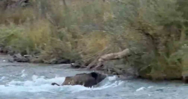 Tunceli Ovacık ta yaban domuzu Mercan Deresi ndeki akıntıya rağmen karşıya geçti