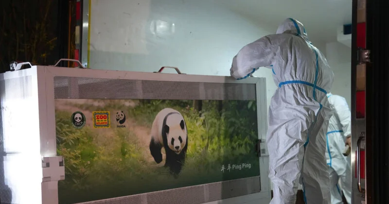Şi nin ziyaretinin ardından ABD ye gönderilmesine karar verilen 2 panda Atlanta ya ulaştı Dış Haberler