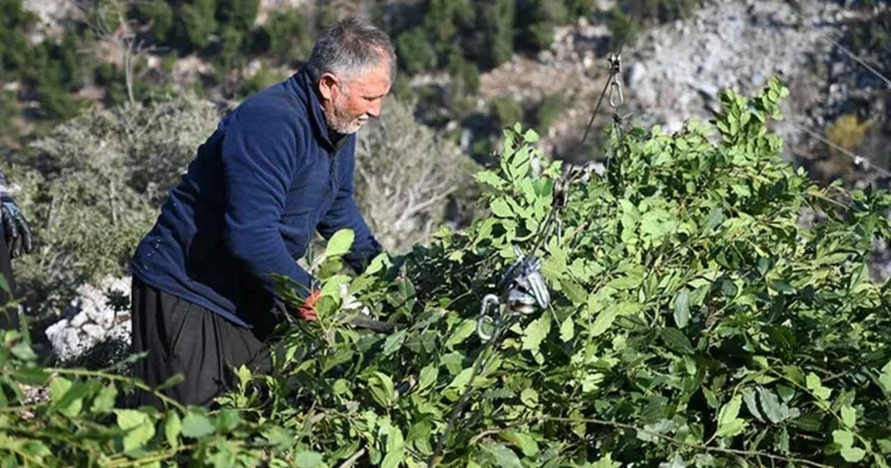 Ormanda bedava toplanıyor, kilosu 400 liraya satılıyor: Çinliler yana yakıla peşine düştü Sözcü Gazetesi