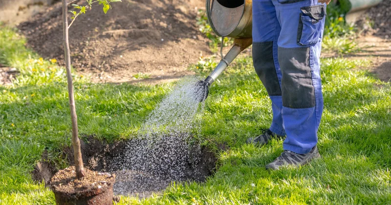 Kasım ayında 5 ağaçtan birini bile eken yıllarca meyvesini topluyor Sözcü Gazetesi
