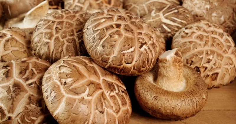 Mantarla çalışan bilgisayar belleği üretildi Sözcü Gazetesi