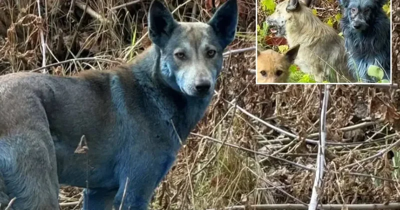 Çernobil de köpekler aniden maviye döndü! Bilim insanları alarma geçti