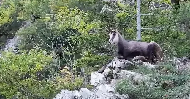 Gümüşhane’nin sarp kayalıklarında çengel boynuzlu dağ keçileri görüntülendi VİDEO İZLE