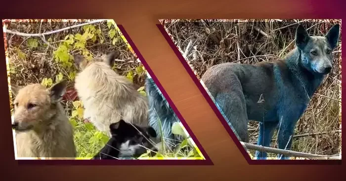 Yer: Çernobil... Köpekler mavi renge döndü: Dünyayı ayağa kaldıran görüntüler!