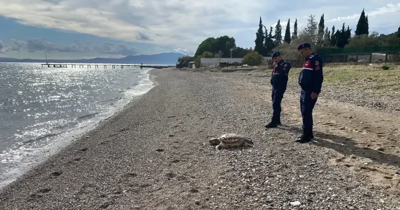 Assos sahilinde 2 ölü deniz kaplumbağası sahile vurdu Çanakkale Haberleri