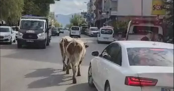 Elazığ’da caddeye çıkan inekler sürücülere zor anlar yaşattı