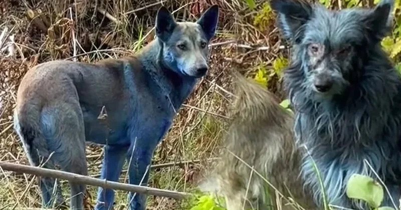 40 yıl sonra mavi köpekler görülmeye başlandı Sözcü Gazetesi