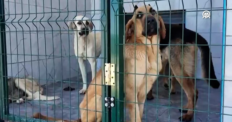 Hayvanseverler Bakanlığı şikayet etti