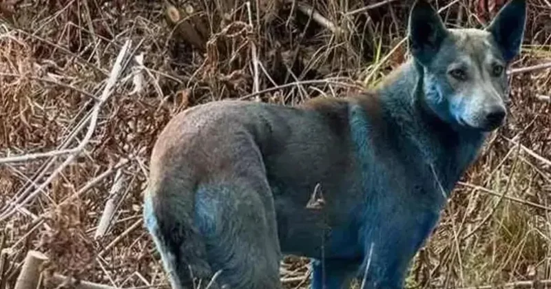 Büyü diyen bile çıktı! Gizemli bölgede köpekler maviye döndü Sözcü Gazetesi