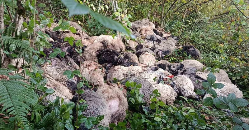Trabzon Maçka da yabani hayvandan ürken 184 koyun uçurumdan yuvarlanarak telef oldu