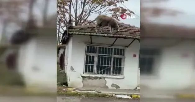 Edirne de karnı acıkan koyun çatıya çıkınca ortaya komik anlar çıktı