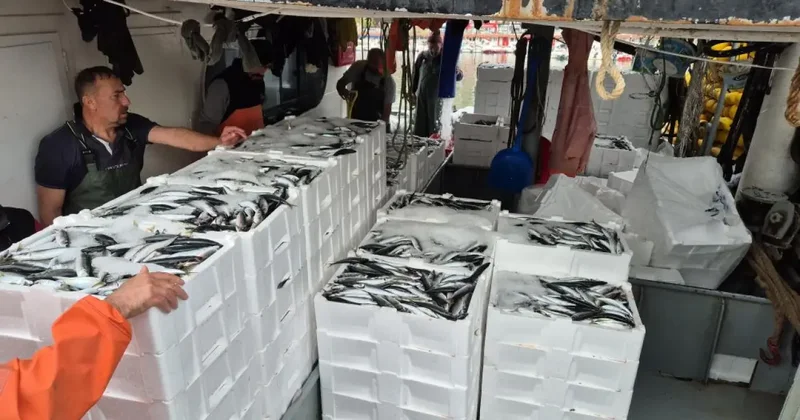 Tayfalar mutlu: Yüzlerce kasa balık yakalandı