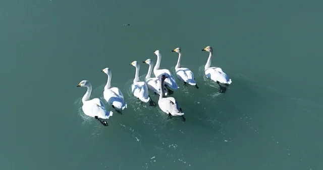 Süphan Dağı manzarasında kuğu dansı Bitlis Haberleri