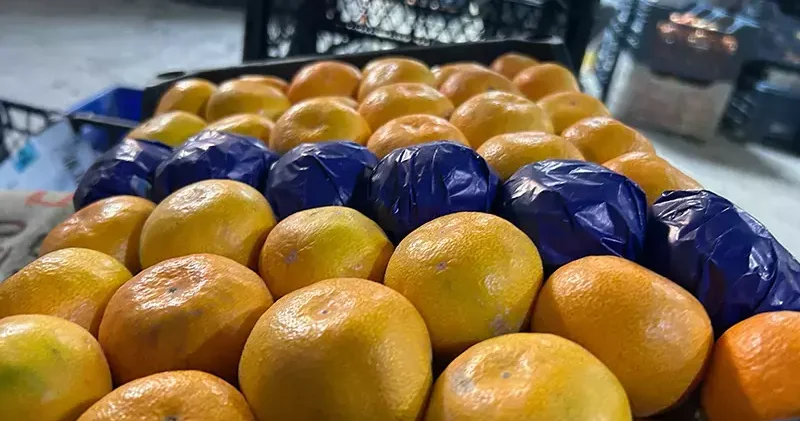 Hatay da dalında kalan mandalinadan meyve suyu üretilecek