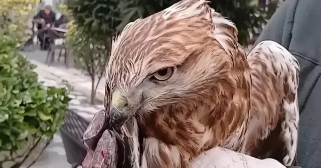 Amasya da yaralı bulunan kızıl şahin koruma altına alındı VİDEO İZLE