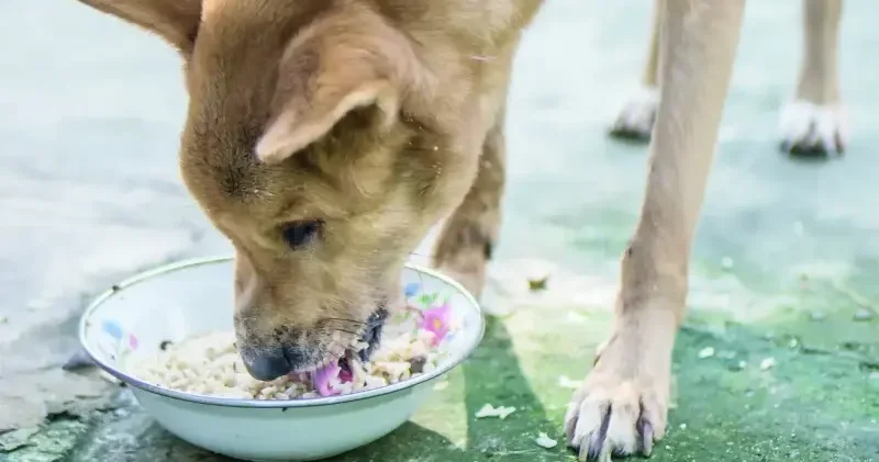 Kontrolsüz besleme çevre ve halk sağlığını bozuyor Yerel Gündem Haberleri