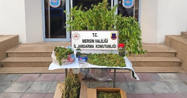 Mersin de kenevir ekip uyuşturucu üreten şüpheli tutuklandı Mersin Haberleri