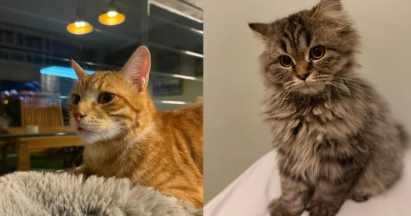 Kediler sandığımızdan çok daha sonra yoldaşımız oldu