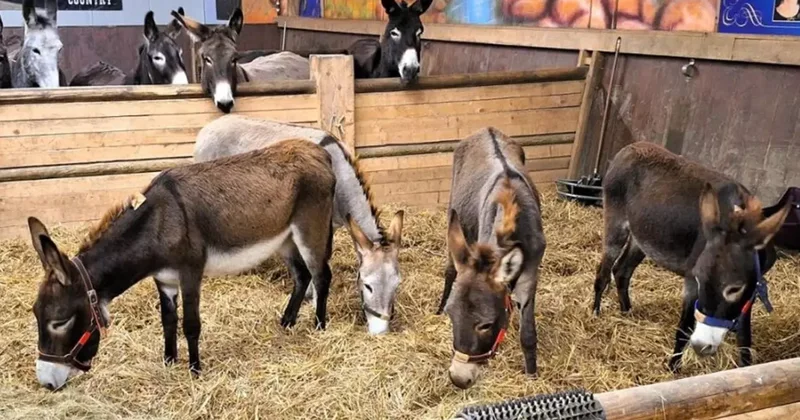 Almanya, Gazze den gelen 8 eşeğe sığınma hakkı verdi