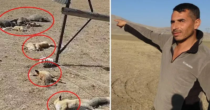 Hayvan otlatırken gördüğü manzara karşısında dehşete düştü