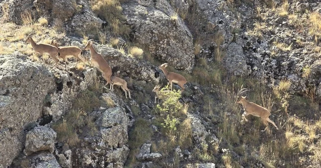 Bayburt un dağlarını mesken tutan yaban keçileri Vauk Dağı nda sürü halinde görüntülendi Bayburt Haberleri