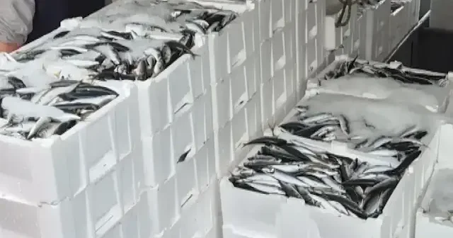 Lodos dindi balıkçılar bayram etti: Yüzlerce kasa balıkla geri döndüler VİDEO İZLE