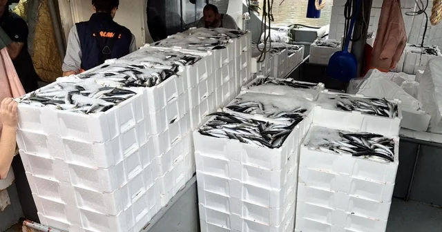 Marmara da lodos dindi; Tekirdağlı balıkçılar, 600 kasa balık avladı Tekirdağ Haberleri