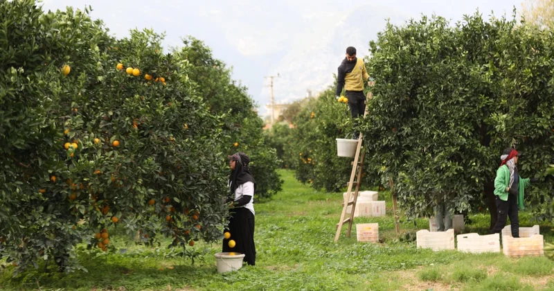 Almanlar Türkiye’den almak için sıraya girdi: Günde 500 ton hasat edilen ürüne yoğun ilgi Sözcü Gazetesi
