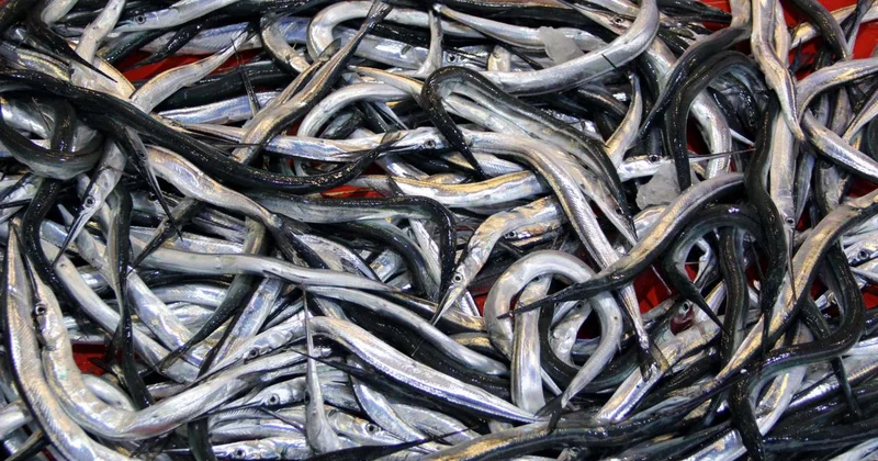 7 balık türü daha tescillendi