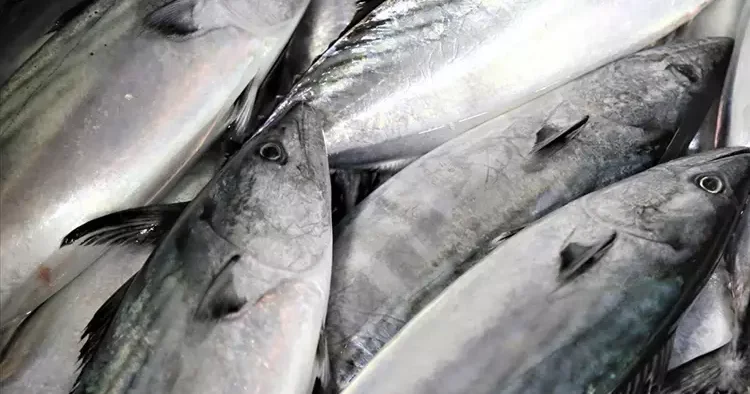 Su ürünleri komitesinden 7 balığa tescil