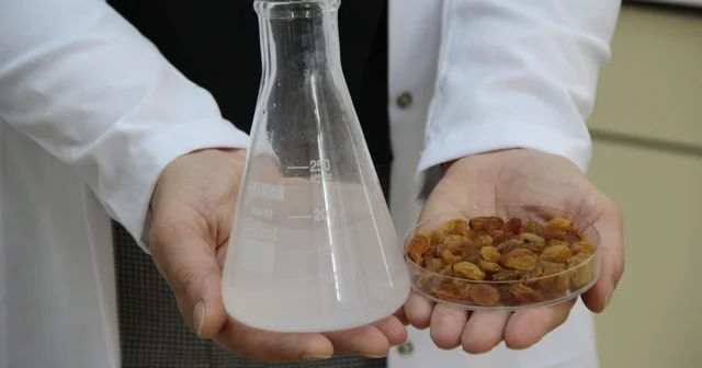 500 milyon dolarlık ihracata bilimsel kalkan Türk bilim adamlarının yürüttüğü proje ile kuru üzümde zehirli toksinler üreten küfler engellenecek Çorum Haberleri