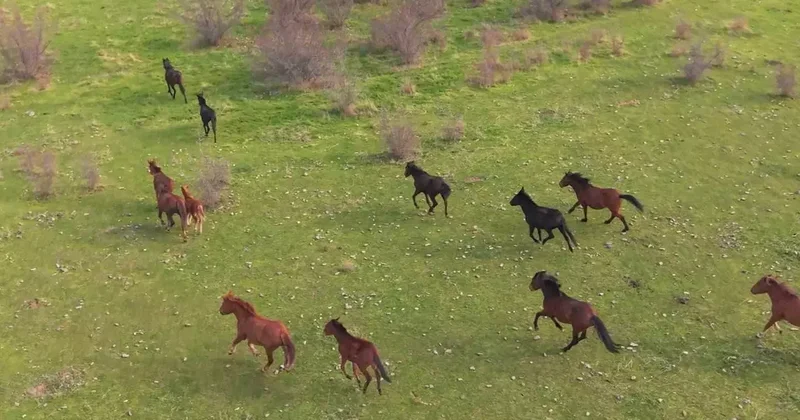 Eskişehir’deki yılkı atların özgür halleri havadan görüntülendi