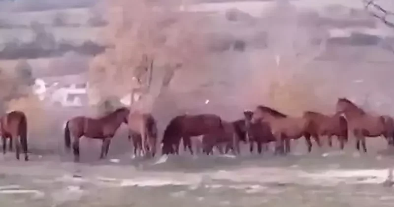 Aç kalan yılkı atları şehir merkezine indi