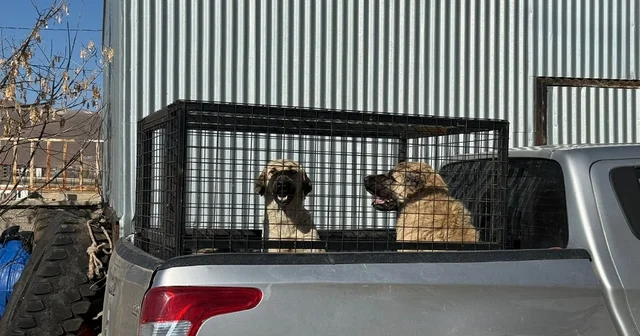 Karlıova da sahipsiz köpekler barınağa teslim edildi Bingöl Haberleri