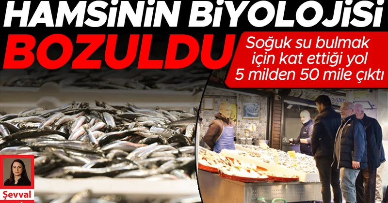 Hamsinin biyolojisi bozuldu: Soğuk su bulmak için kat ettiği yol 5 milden 50 mile çıktı
