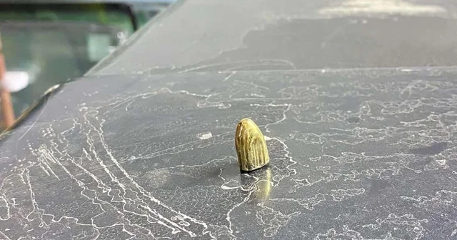 Artvin de maganda kurşunu park halindeki araca ve iş yerine isabet etti Artvin Haberleri