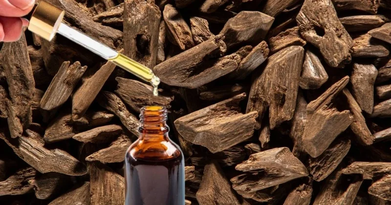 Altın ve elmastan değerli: Kilosu 3,5 milyon lira, bulan milyoner oluyor Sözcü Gazetesi