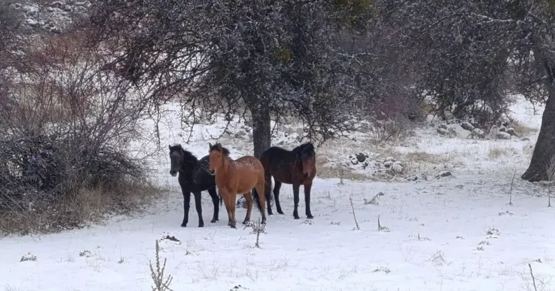 Beypazarı’nda yılkı atları kartpostallık görüntüler oluşturdu