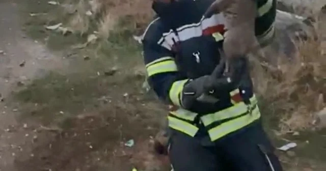 Elazığ da yürek ısıtan kurtarma operasyonu Kuyuya düşen yavru köpekler, itfaiye ekipleri tarafından kurtarıldı Elazığ Haberleri