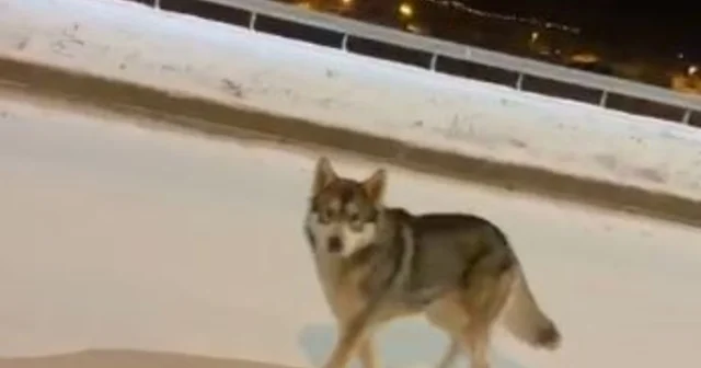 Ardahan da şehre inen kurt görüntülendi Ardahan Haberleri