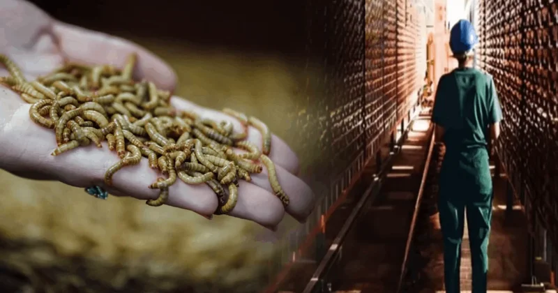 Böceklerden protein üreten Fransız devi iflas etti! Sözcü Gazetesi