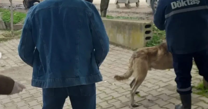 Bilecik’te evcil hayvanlar kayıt altına alınıyor