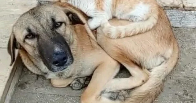 Nazilli de kedi ile köpek arasındaki bağ dikkat çekiyor Aydın Haberleri