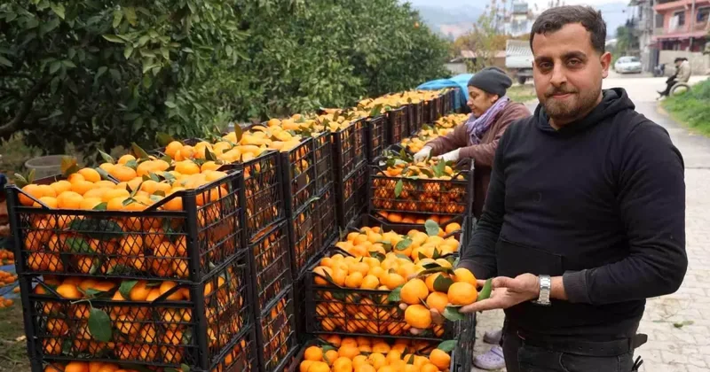 Tarla fiyatı 2 liraya kadar düştü, üretici isyan etti