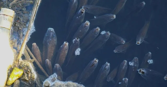 Büyük Menderes nehri kirlilik nedeniyle yine siyaha büründü Aydın Haberleri