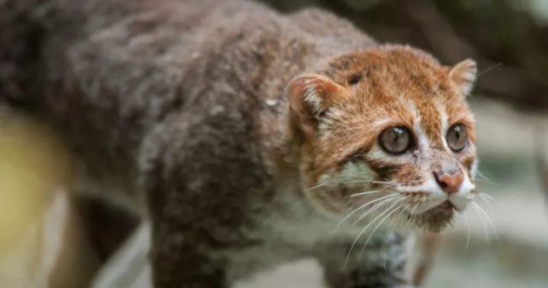 30 yıl sonra ilk kez görüntülendi! Nesli tükendi sanılıyordu Sözcü Gazetesi