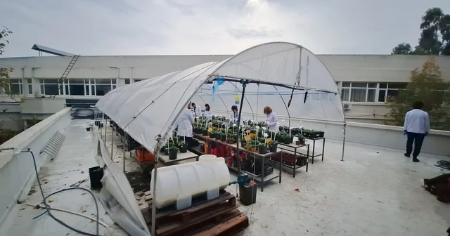 Öğrencileri olumsuz hava şartlarından korumak için fakültenin terasına sera kurdu Adana Haberleri